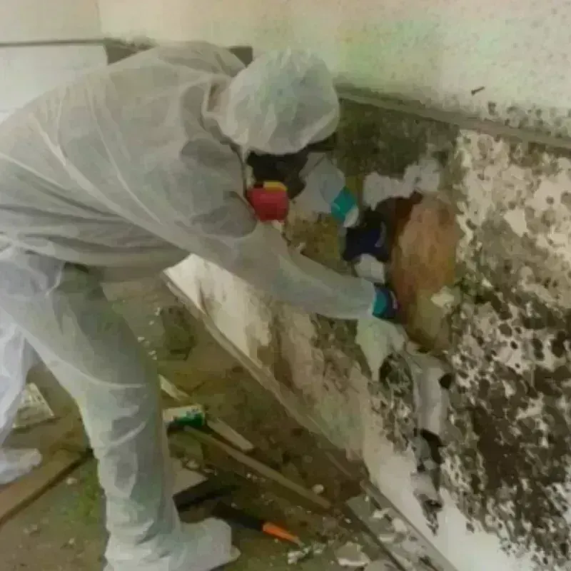 Mold Remediation and Removal in Lakehills, TX